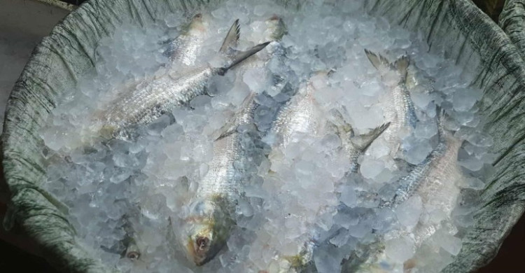সরবরাহ বাড়ার পরও ইলিশের কেজি ২ হাজারের বেশি