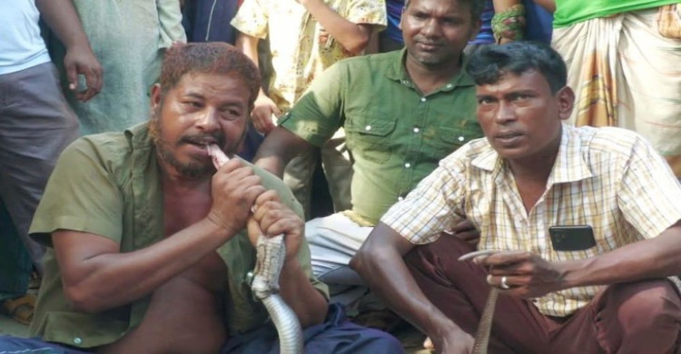 সাপের ছোবলে সাপুড়ের মৃত্যু, প্রতিশোধে সেই সাপ কাচা চিবিয়ে খেল আরেক সাপুড়ে!