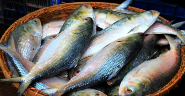 মধ্যপ্রাচ্যে যাচ্ছে ১১ হাজার টন ইলিশ