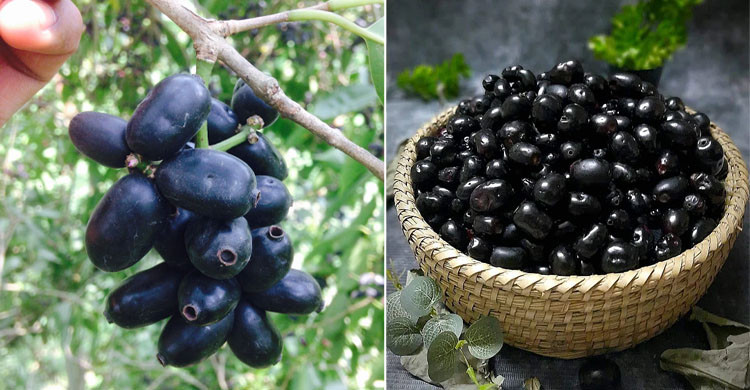 ডায়াবেটিক রোগীদের জন্য জাম কতটা উপকারী, কখন হতে পারে ঝুঁকি