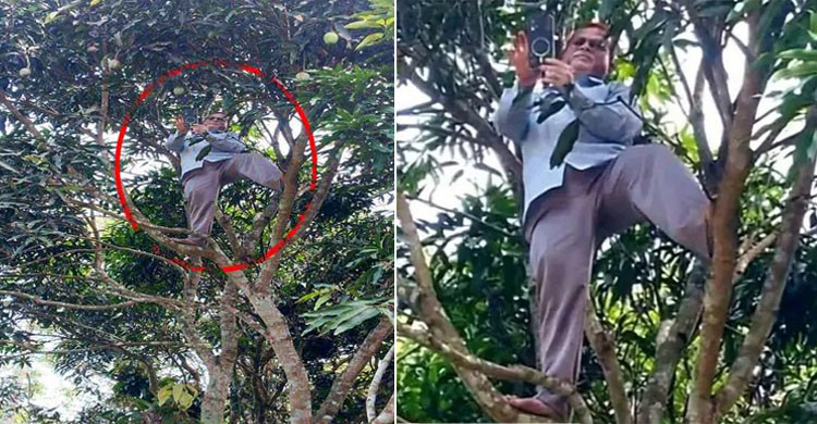 অনলাইনে হাজিরা দিতে আমগাছের মগডালে শিক্ষক, ছবি ভাইরাল